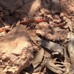 Apostolepis assimilis