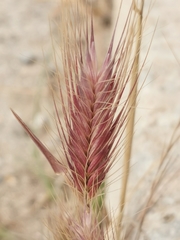 Hordeum marinum