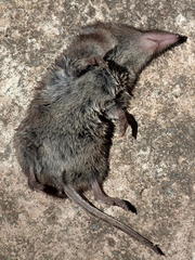 Myosorex varius