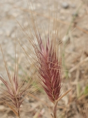 Hordeum marinum