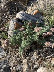 Cymopterus aboriginum