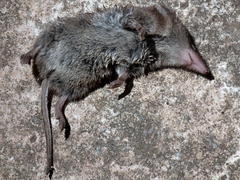 Myosorex varius