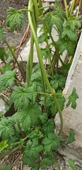 Humulus lupulus
