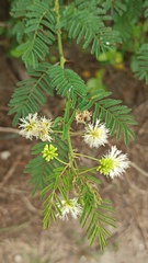 Mimosa quitensis