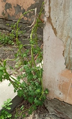 Humulus lupulus