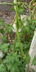Humulus lupulus