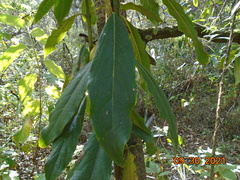 Garrya laurifolia