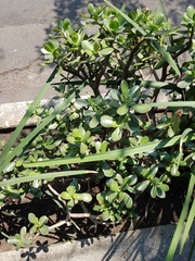 Crassulaceae