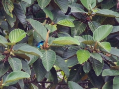 Dacnis hartlaubi