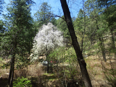 Prunus serotina virens