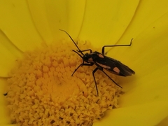 Capsodes vittiventris