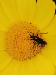 Capsodes vittiventris