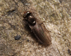 Aulacigaster mcalpinei