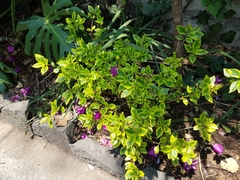 Magnoliopsida
