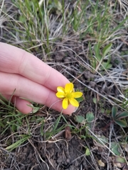 Ranunculus glaberrimus