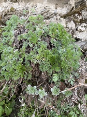 Artemisia morrisonensis