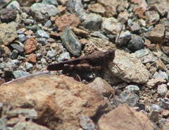 Trimerotropis fontana