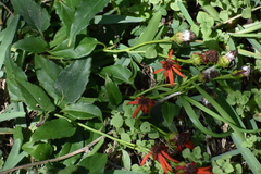 Pseudogynoxys chenopodioides