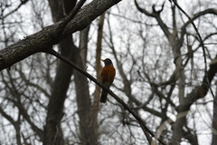 Turdus migratorius
