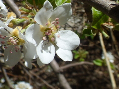 Prunus serotina virens