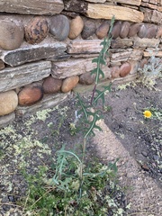 Lactuca serriola