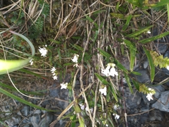 Epidendrum fimbriatum