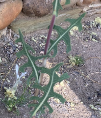 Lactuca serriola