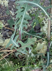 Lactuca serriola