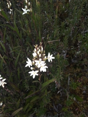 Epidendrum fimbriatum