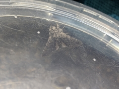 Pleromelloida conserta