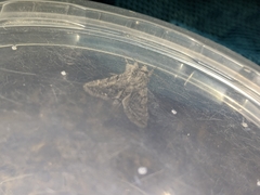 Pleromelloida conserta