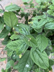 Clerodendrum thomsoniae