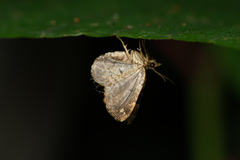 Chaetolopha incurvata