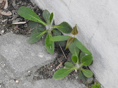 Pilosella officinarum