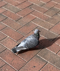 Columba livia domestica
