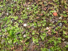 Leptinella filiformis