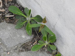 Pilosella officinarum