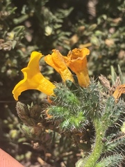 Amsinckia spectabilis