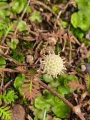 Leptinella filiformis