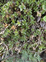 Cerastium morrisonense