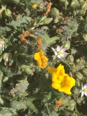 Amsinckia spectabilis