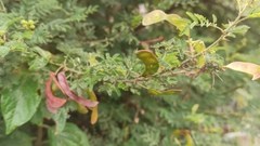 Mimosa quitensis