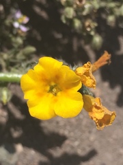 Amsinckia spectabilis