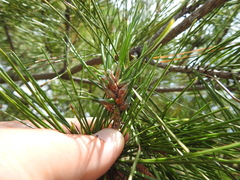 Thecodiplosis piniradiatae