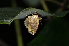 Chaetolopha incurvata