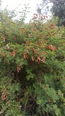 Mimosa quitensis