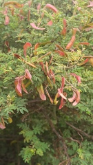 Mimosa quitensis