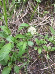 Valeriana sitchensis