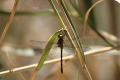 Dythemis sterilis