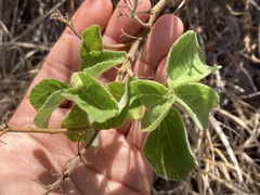 Triumfetta socorrensis